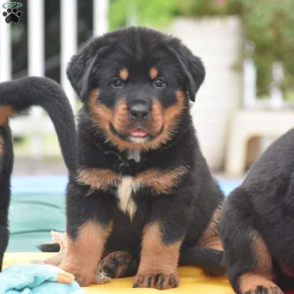 Axel, Rottweiler Mix Puppy